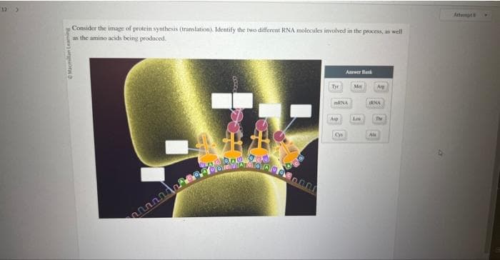 12
>
Macmillan Leaming
Consider the image of protein synthesis (translation). Identify the two different RNA molecules involved in the process, as well
as the amino acids being produced.
madbou God
Tyr
mRNA
Aip
Anwer Bank
3
Ma
Arg
IRNA
Th
Ala
Attempt