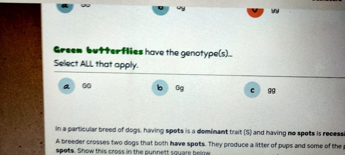 Green butterflies have the genotype(s)....
Select ALL that apply.
a GG
b
Gg
с
yy
99
in a particular breed of dogs, having spots is a dominant trait (S) an I having no spots is recessi
A breeder crosses two dogs that both have spots. They produce a litter of pups and some of the p
spots. Show this cross in the punnett square below,