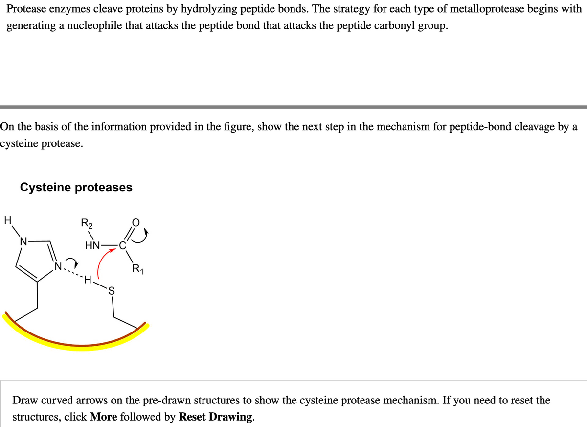 Protease enzymes cleave proteins by hydrolyzing peptide bonds. The strategy for each type of metalloprotease begins with
generating a nucleophile that attacks the peptide bond that attacks the peptide carbonyl group.
On the basis of the information provided in the figure, show the next step in the mechanism for peptide-bond cleavage by a
cysteine protease.
H
Cysteine proteases
า
R2
HN-
-S
واژ
R₁
Draw curved arrows on the pre-drawn structures to show the cysteine protease mechanism. If you need to reset the
structures, click More followed by Reset Drawing.