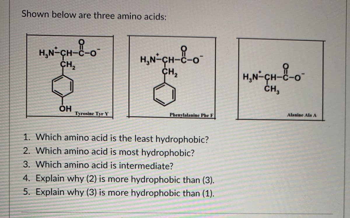 Shown below are three amino acids:
H,N-CH-C-o
ҫн,
H,N-CH-C-o
CH,
H,N-CH-C-o
ČH,
Tyrosine Tyr Y
Phenylalanine Phe F
Alanine Ala A
1. Which amino acid is the least hydrophobic?
2. Which amino acid is most hydrophobic?
3. Which amino acid is intermediate?
4. Explain why (2) is more hydrophobic than (3).
5. Explain why (3) is more hydrophobic than (1).
