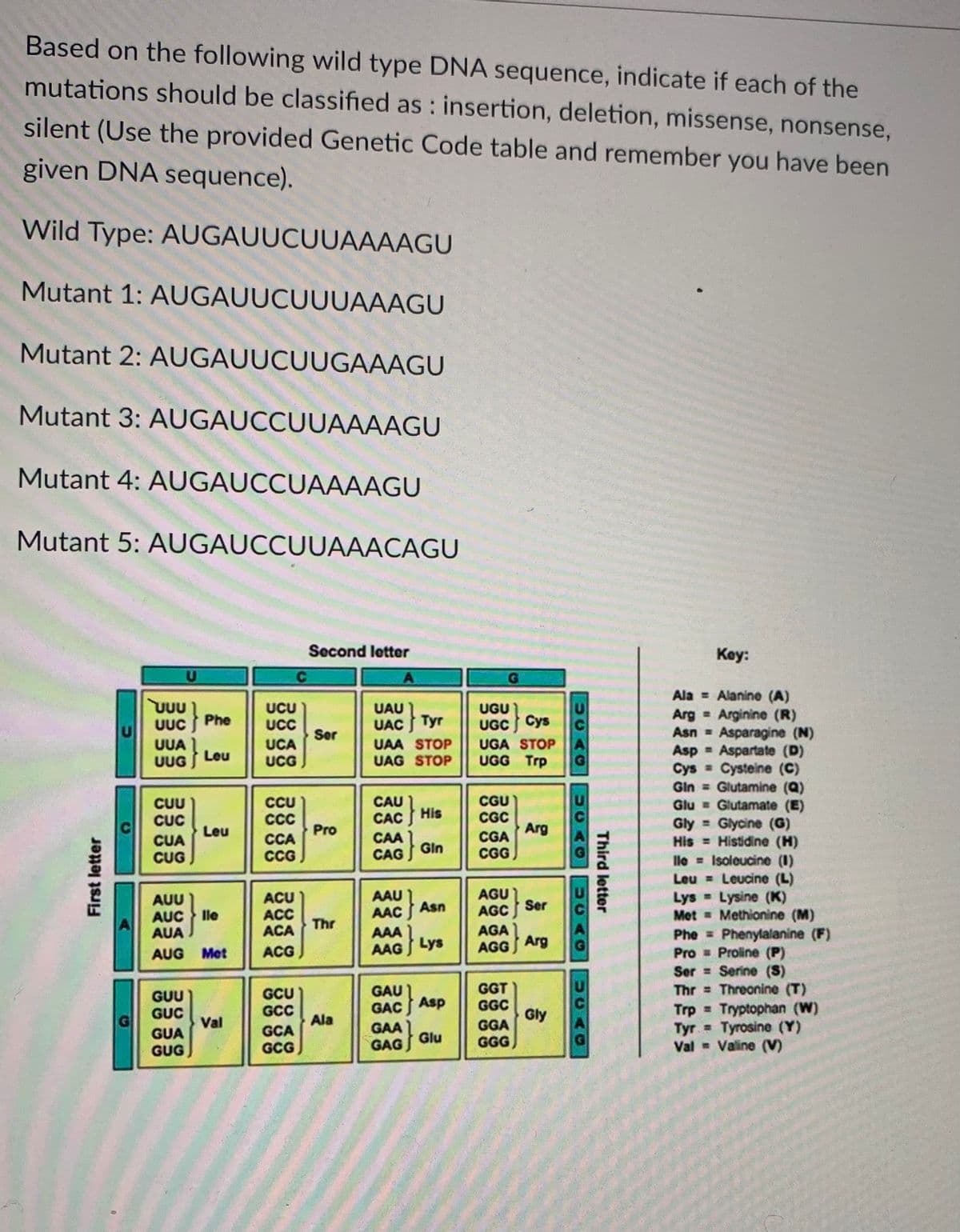 Based on the following wild type DNA sequence, indicate if each of the
mutations should be classified as : insertion, deletion, missense, nonsense,
silent (Use the provided Genetic Code table and remember you have been
given DNA sequence).
Wild Type: AUGAUUCUUAAAAGU
Mutant 1: AUGAUUCUUUAAAGU
Mutant 2: AUGAUUCUUGAAAGU
Mutant 3: AUGAUCCUUAAAAGU
Mutant 4: AUGAUCCUAAAAGU
Mutant 5: AUGAUCCUUAAACAGU
Socond letter
Key:
Ala = Alanine (A)
Arg Arginine (R)
Asn =
UUU
}
UAU Tyr
UGU
UGC Cys
UGA STOP
UGG Trp
UCU
UCC
UUC
Phe
Ser
Asparagine (N)
Asp = Aspartate (D)
Cys Cysteine (C)
Gin = Glutamine (Q)
Glu = Glutamate (E)
Gly = Glycine (G)
His = Histidine (H)
le = Isoleucine (1)
Leucine (L)
Lys Lysine (K)
Met = Methionine (M)
Phe = Phenylalanine (F)
Pro Proline (P)
Ser = Serine (S)
Thr Threonine (T)
Trp Tryptophan (W)
Tyr Tyrosine (Y)
- Valine (V)
UCA
UCG
UAA STOP
UAG STOP
UUA
Leu
UUG S
CCU
CC
CGU
CUU
CUC
His
CGC
Arg
Leu
Pro
CAA Gin
CGA
CCA
CCG
CUA
CUG
CGG
Leu =
AGU
AUU
AUC } lle
AUA
ACU
ACC
ACA
Ser
AAC Asn
AGC
Thr
AGA
ACG
AAG Lys
AGG Arg
AUG Met
GUU
GUC
GCU
GCC
GGT
GGC
Gly
GGA
GAC Asp
%3D
Val
Ala
GUA
GUG
GCA
GCG)
Glu
GGG)
Val
Third letter
UCAG
UCAO
UCAO
First letter
