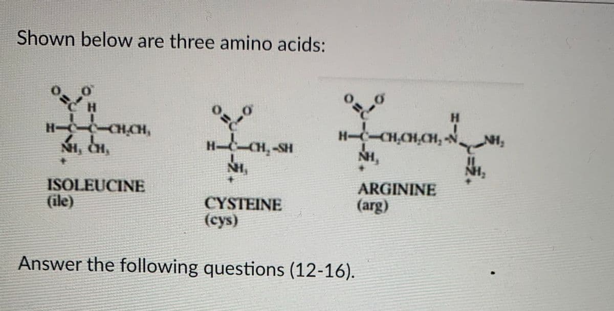 Shown below are three amino acids:
H.
H.
H--CH,CH,CH, -N.
NH,
H- CHCH,
NH,
Hn,-SH
NH,
ARGININE
ISOLEUCINE
(ile)
CYSTEINE
(arg)
(cys)
Answer the following questions (12-16).
