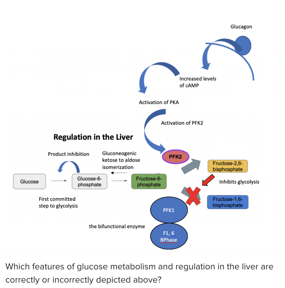Glucagon
Increased levels
of CAMP
Activation of PKA
Activation of PFK2
Regulation in the Liver
Gluconeogenic
ketose to aldose
Product inhibition
PFK2
Fructose-2,6-
bisphosphate
isomerization
Glucose-6-
Fructose-6-
Glucose
Inhibits glycolysis
phosphate
phosphate
First committed
Fructose-1,6-
bisphosphate
step to glycolysis
PFK1
the bifunctional enzyme
F1, 6
BPhase
Which features of glucose metabolism and regulation in the liver are
correctly or incorrectly depicted above?
