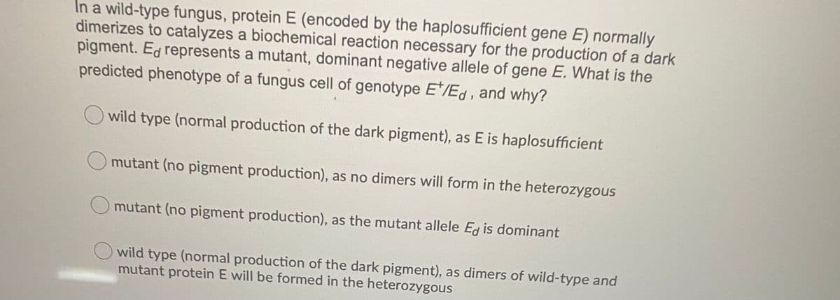 In a wild-type fungus, protein E (encoded by the haplosufficient gene E) normally
dimerizes to catalyzes a biochemical reaction necessary for the production of a dark
pigment. Ed represents a mutant, dominant negative allele of gene E. What is the
predicted phenotype of a fungus cell of genotype E*/Ed, and why?
O wild type (normal production of the dark pigment), as E is haplosufficient
mutant (no pigment production), as no dimers will form in the heterozygous
mutant (no pigment production), as the mutant allele Eg is dominant
O wild type (normal production of the dark pigment), as dimers of wild-type and
mutant protein E will be formed in the heterozygous
