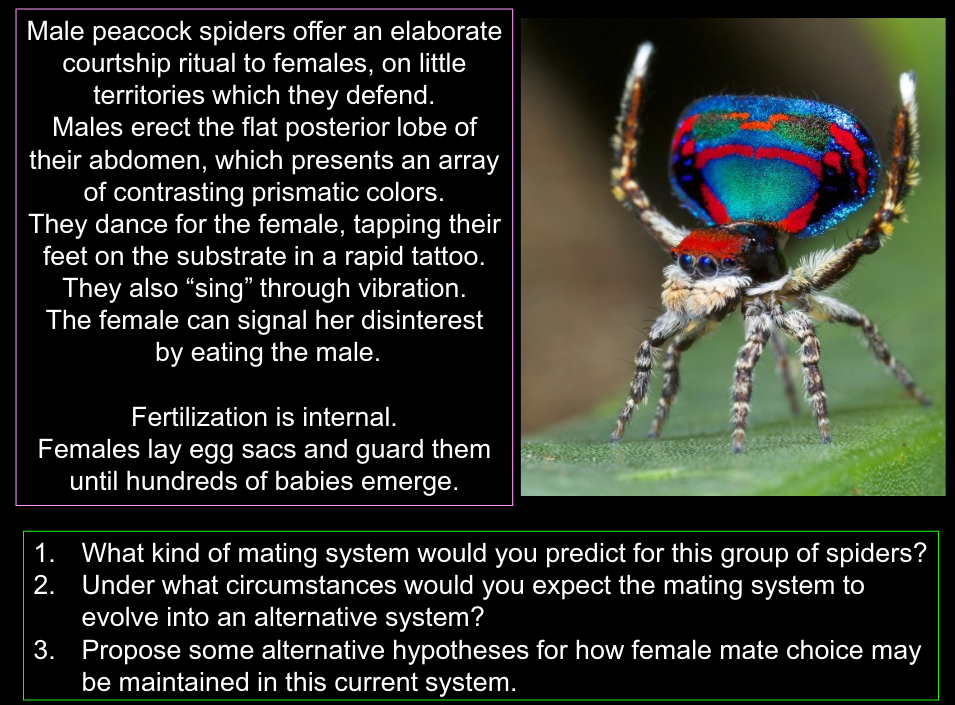 Male peacock spiders offer an elaborate
courtship ritual to females, on little
territories which they defend.
Males erect the flat posterior lobe of
their abdomen, which presents an array
of contrasting prismatic colors.
They dance for the female, tapping their
feet on the substrate in a rapid tattoo.
They also "sing" through vibration.
The female can signal her disinterest
by eating the male.
Fertilization is internal.
Females lay egg sacs and guard them
until hundreds of babies emerge.
What kind of mating system would you predict for this group of spiders?
Under what circumstances would you expect the mating system to
evolve into an alternative system?
3.
Propose some alternative hypotheses for how female mate choice may
be maintained in this current system.
1.
2.