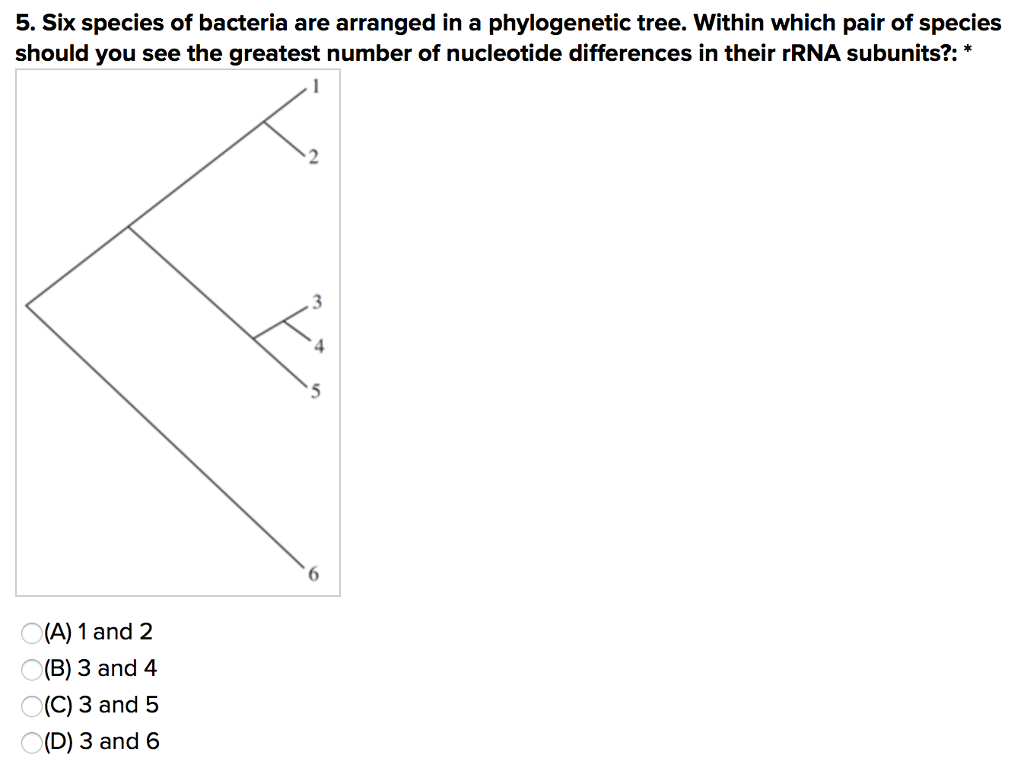 5. Six species of bacteria are arranged in a phylogenetic tree. Within which pair of species
should you see the greatest number of nucleotide differences in their rRNA subunits?: *
(A) 1 and 2
(B) 3 and 4
O(C) 3 and 5
(D) 3 and 6
1
2
6