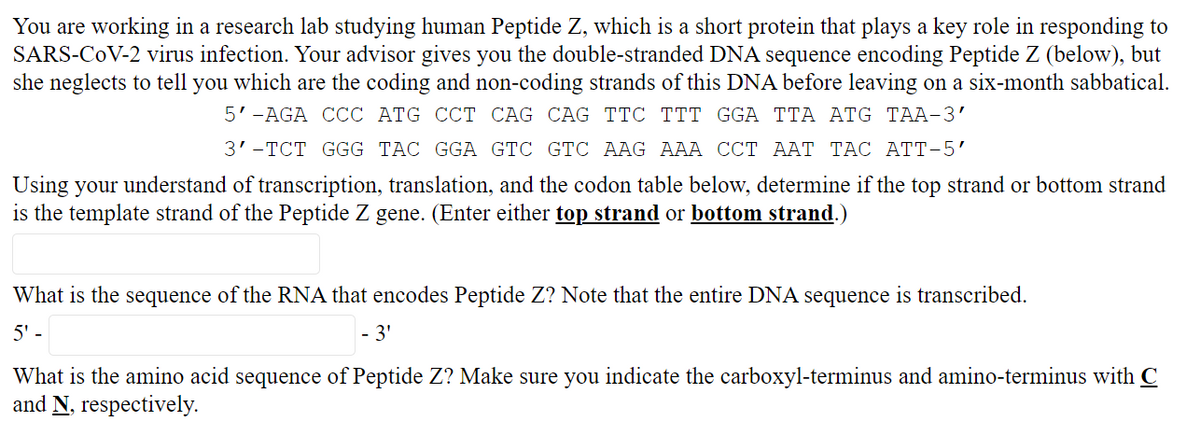 You are working in a research lab studying human Peptide Z, which is a short protein that plays a key role in responding to
SARS-CoV-2 virus infection. Your advisor gives you the double-stranded DNA sequence encoding Peptide Z (below), but
she neglects to tell you which are the coding and non-coding strands of this DNA before leaving on a six-month sabbatical.
5'-AGA CCC ATG CCT CAG CAG TTC TTT GGA TTA ATG TAA-3'
3'-TCT GGG TẠC GGA GTC GTC AAG AAA CCT AAT TẠC ATT-5'
Using your understand of transcription, translation, and the codon table below, determine if the top strand or bottom strand
is the template strand of the Peptide Z gene. (Enter either top strand or bottom strand.)
What is the sequence of the RNA that encodes Peptide Z? Note that the entire DNA sequence is transcribed.
5' -
- 3'
What is the amino acid sequence of Peptide Z? Make sure you indicate the carboxyl-terminus and amino-terminus with C
and N, respectively.
