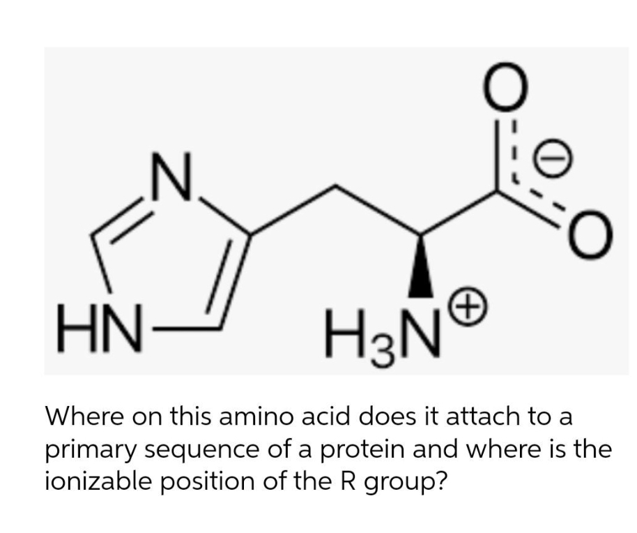 N.
HN
H3N
Where on this amino acid does it attach to a
primary sequence of a protein and where is the
ionizable position of the R group?
