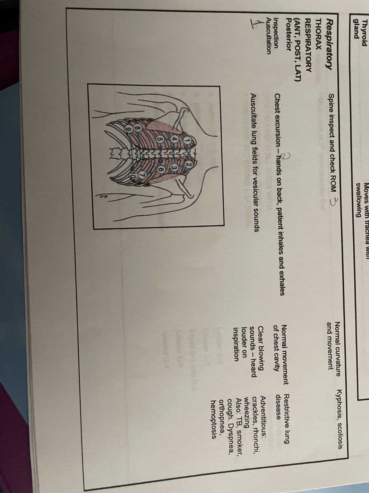 Thyroid
gland
Respiratory
THORAX
RESPIRATORY
(ANT, POST, LAT)
Posterior
Inspection
Auscultation
Spine inspect and check ROM 3
Chest excursion-hands on back, patient inhales and exhales
Moves with trachea
swallowing
Auscultate lung fields for vesicular sounds
8
3
7
10
Normal curvature
and movement
Normal movement
of chest cavity
Clear blowing
sounds -heard
louder on
inspiration
Kyphosis, scoliosis
Restrictive lung
disease
Adventitious:
crackles, rhonchi,
wheezing
Also: TB, smoker,
cough. Dyspnea,
orthopnea,
hemoptosis