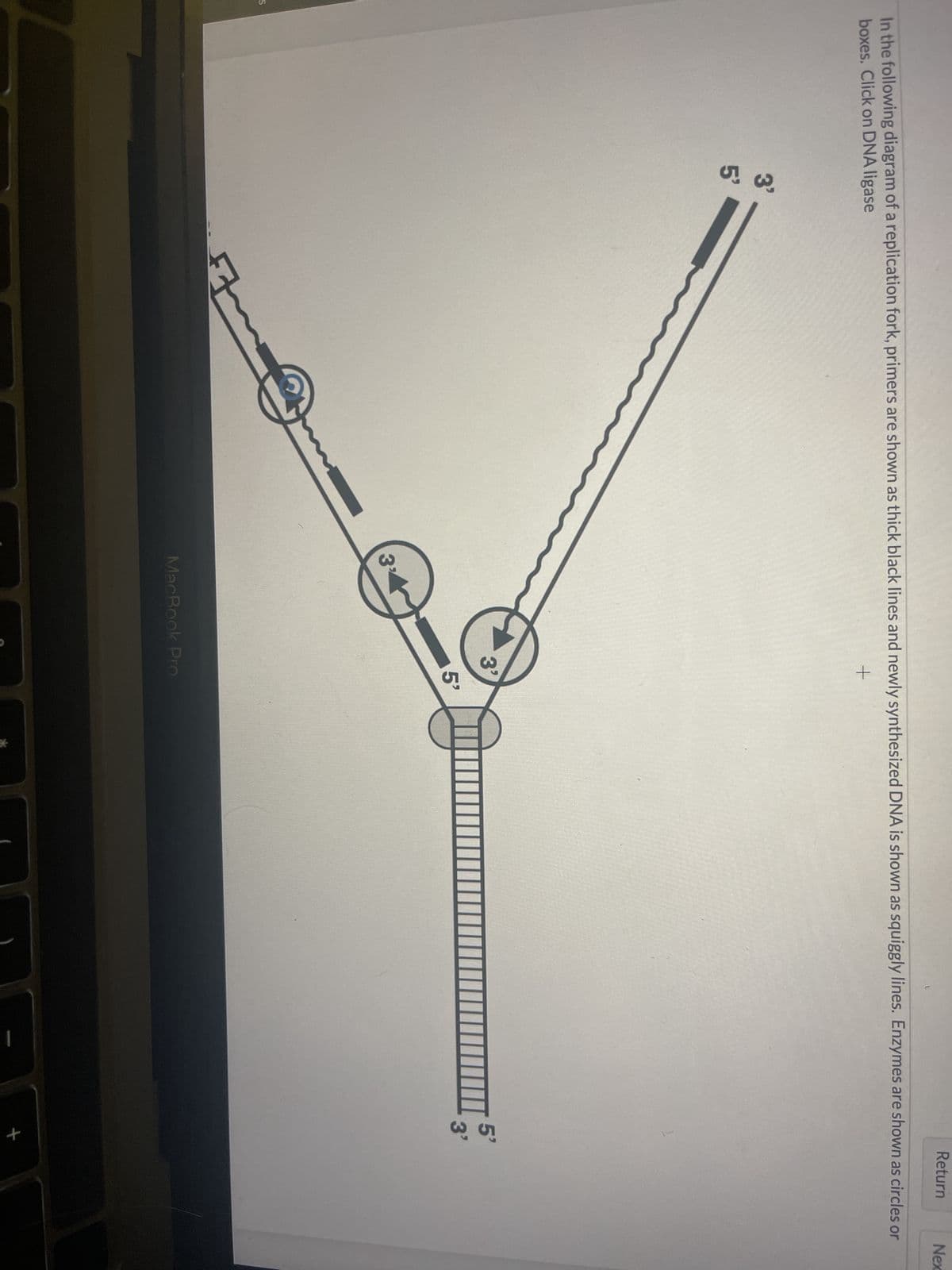 S
In the following diagram of a replication fork, primers are shown as thick black lines and newly synthesized DNA is shown as squiggly lines. Enzymes are shown as circles or
boxes. Click on DNA ligase
+
3'
5'
3%
3'
5'
MacBook Pro
Return
5'
3'
Nex