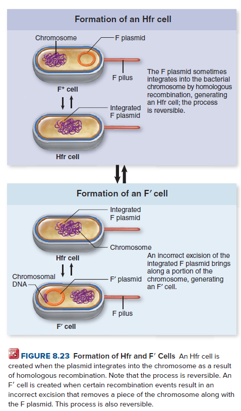 Formation of an Hfr cell
Chromosome
-F plasmid
The F plasmid sometimes
integrates into the bacterial
chromosome by homologous
recombination, generating
an Hfr cell; the process
F pilus
F* cell
Integrated is reversible.
F plasmid
Hfr cell
Formation of an F' cell
- Integrated
F plasmid
- Chromosome
An incorrect excision of the
Hfr cell
integrated F plasmid brings
along a portion of the
F plasmid chromosome, generating
an F' cell.
Chromosomal
DNA-
F pilus
F' cell
FIGURE 8.23 Formation of Hfr and F' Cells An Hfr cell is
created when the plasmid integrates into the chromosome as a result
of homologous recombination. Note that the process is reversible. An
F' cell is created when certain recombination events result in an
incorrect excision that removes a piece of the chromosome along with
the F plasmid. This process is also reversible.
