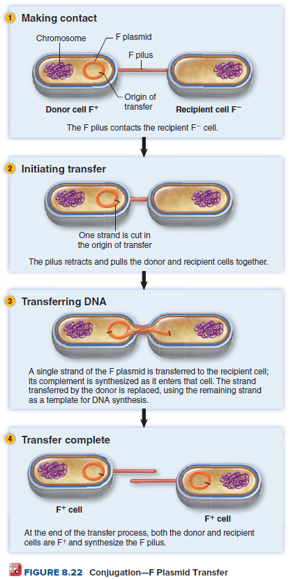 1 Making contact
F plasmid
F pilus
Chromosome
- Origin of
transfer
Donor cell F*
Recipient cell F
The F pilus contacts the recipient F- celI.
2 Initiating transfer
One strand is cut in
the origin of transfer
The pilus retracts and pulls the donor and recipient cells together.
3 Transferring DNA
A single strand of the F plasmid is transferred to the recipient cell;
its complement is synthesized as it enters that cell. The strand
transferred by the donor is replaced, using the remaining strand
as a template for DNA synthesis.
Transfer complete
F* cell
F+ cell
At the end of the transfer process, both the donor and recipient
cells are Ft and synthesize the F pilus.
FIGURE 8.22 Conjugation-F Plasmid Transfer
