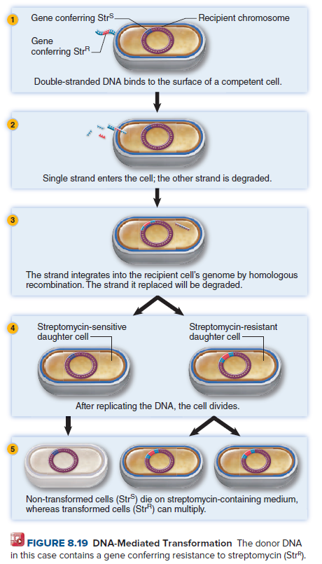 Gene conferring Strs.
- Recipient chromosome
Gene
conferring StrR.
Double-stranded DNA binds to the surface of a competent cell.
2
Single strand enters the cell; the other strand is degraded.
3
The strand integrates into the recipient cell's genome by homologous
recombination. The strand it replaced will be degraded.
Streptomycin-sensitive
daughter cell-
Streptomycin-resistant
daughter cell
After replicating the DNA, the cell divides.
Non-transformed cells (Str®) die on streptomycin-containing medium,
whereas transformed cells (Str) can multiply.
FIGURE 8.19 DNA-Mediated Transformation The donor DNA
in this case contains a gene conferring resistance to streptomycin (Str").
