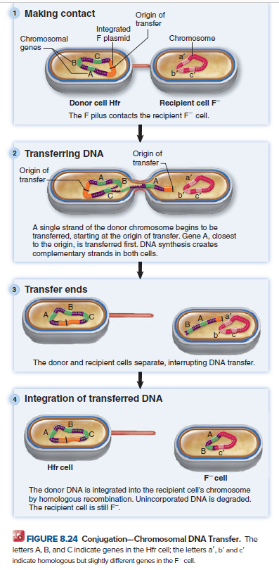 1 Making contact
Origin of
transfer
Integrated
F plasmid
Chromosome
Chromosomal
genes
Donor cell Hfr
Recipient cell F
The F pilus contacts the recipient F cell.
2 Transferring DNA
Origin of
transfer
Origin of
transfer-
A single strand of the donor chromosome begins to be
transferred, starting at the origin of transfer. Gene A, closest
to the origin, is transferred first. DNA synthesis creates
complementary strands in both cells.
3 Transfer ends
The donor and recipient cells separate, interupting DNA transfer.
4 Integratlon of transferred DNA
Hfr cell
Fcell
The donor DNA is integrated into the recipient cell's chromosome
by homologous recombination. Unincorporated DNA is degraded.
The recipient cell is still F.
FIGURE 8.24 Conjugation-Chromosomal DNA Transfer. The
letters A, B, and Cindicate genes in the Hfr cell; the letters a', b' and c'
indicate homologous but slightly different genes in the F cell.
