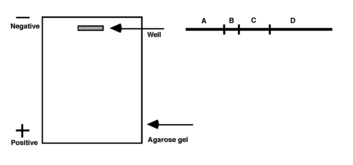 A B
D
Negative
Well
Positive
Agarose gel
