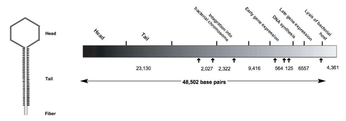 Lysis of bacterial
host
Integration into
4,361
↑ ↑1
Tail
564 125 6557
Head
9,416
2,027 2,322
Нead
23,130
48,502 base pairs
Tail
Fiber
Late gene expression
DNA synthesis
Early gene expression
bacterial chromosome
