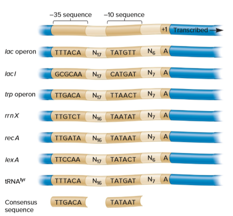 -35 sequence
-10 sequence
+1 Transcribed
lac operon
TTTACA N7 TATGTT NG A
lacl
GCGCAA N7 CATGAT N, Al
trp operon
TTGACA N7 TTAACT N, A
rrnX
TTGTCT N16 TAATAT
N7 Al
TTGATA N46 TATAAT N, A
recA
lexA
TTCCAA
Ny7 TATACT NG A
TRNA"
TITACA N16 TATGAT N, Al
Consensus
TTGACA
TATAAT
sequence
