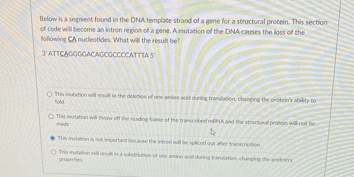 Below is a segment found in the DNA template strand of a gene for a structural protein. This section
of code will become an intron region of a gene. A mutation of the DNA causes the loss of the
following CA nucleotides. What will the result be?
3' ATTCAGGGGACAGCGCCCCATTTA 5'
O This mutation will result in the deletion one amino acid during translation, changing the protein's ability to
fold
O This mutation will throw off the reading frame of the transcribed mRNA and the structural protein will not be
made
4
This mutation is not important because the intron will be spliced out after transcription
O This mutation will result in a substitution of one amino acid during translation, changing the protein's
properties