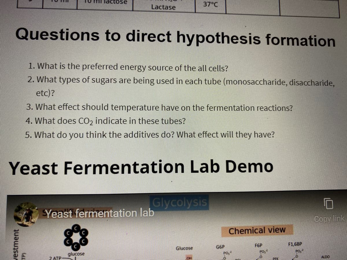 1U mlactose
37°C
Lactase
Questions to direct hypothesis formation
1. What is the preferred energy source of the all cells?
2. What types of sugars are being used in each tube (monosaccharide, disaccharide,
etc)?
3. What effect should temperature have on the fermentation reactions?
4. What does CO2 indicate in these tubes?
5. What do you think the additives do? What effect will they have?
Yeast Fermentation Lab Demo
Glycolysis
SYeast fermentation lab
Copy link
Chemical view
F6P
F1,68P
Glucose
G6P
PO
glucose
2 ATP
PEK
ALDO
vestment
