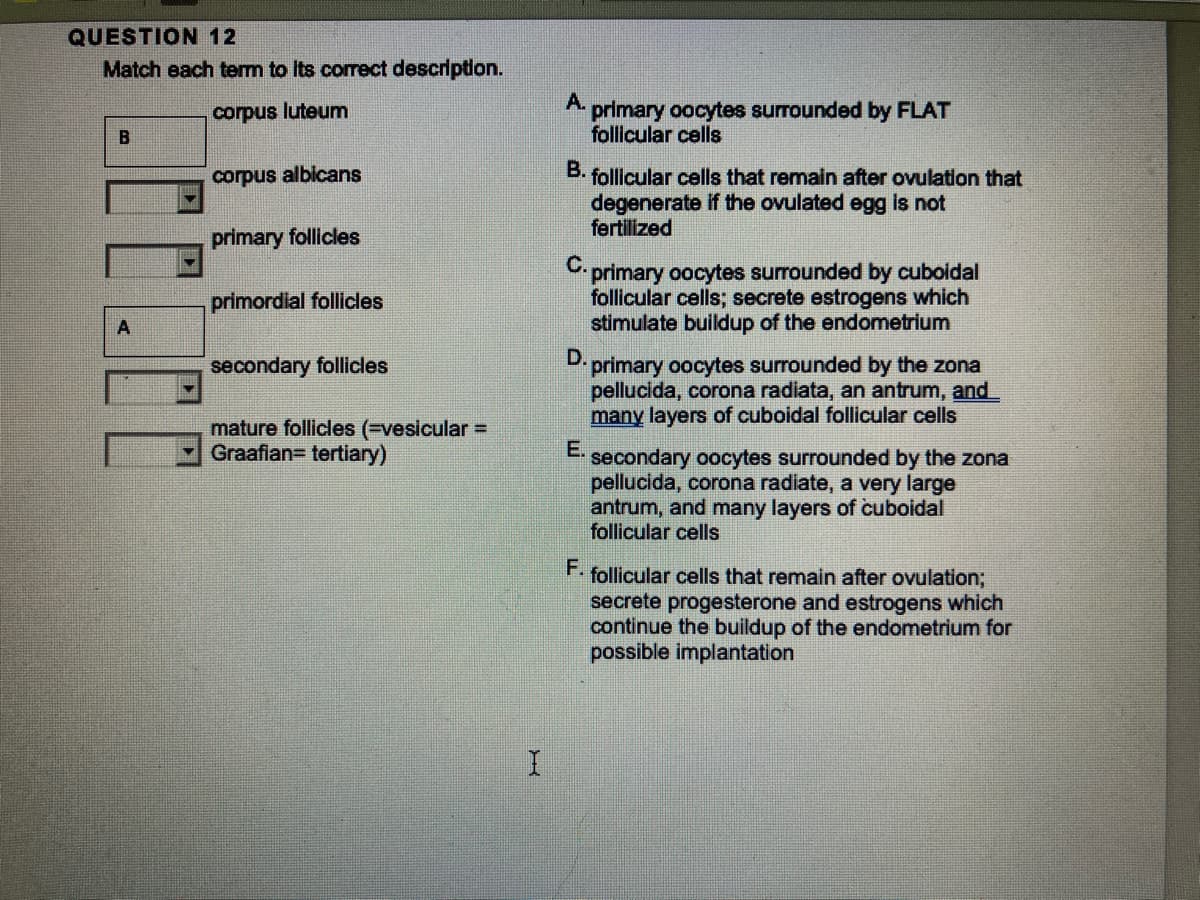 QUESTION 12
Match each term to its correct description.
corpus luteum
B
A
corpus albicans
primary follicles
primordial follicles
secondary follicles
mature follicles (=vesicular =
Graafian= tertiary)
I
A.
B. follicular cells that remain after ovulation that
degenerate if the ovulated egg is not
fertilized
C.
primary oocytes surrounded by cuboidal
follicular cells; secrete estrogens which
stimulate buildup of the endometrium
D.
primary oocytes surrounded by FLAT
follicular cells
E.
F.
primary oocytes surrounded by the zona
pellucida, corona radiata, an antrum, and
many layers of cuboidal follicular cells
secondary oocytes surrounded by the zona
pellucida, corona radiate, a very large
antrum, and many layers of cuboidal
follicular cells
follicular cells that remain after ovulation;
secrete progesterone and estrogens which
continue the buildup of the endometrium for
possible implantation