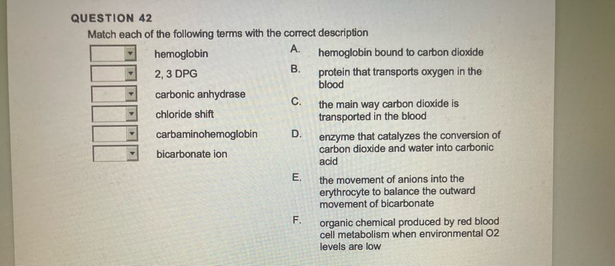 QUESTION 42
Match each of the following terms with the correct description
A.
B.
hemoglobin
2,3 DPG
carbonic anhydrase
chloride shift
carbaminohemoglobin
bicarbonate ion
C.
D.
E.
F.
hemoglobin bound to carbon dioxide
protein that transports oxygen in the
blood
the main way carbon dioxide is
transported in the blood
enzyme that catalyzes the conversion of
carbon dioxide and water into carbonic
acid
the movement of anions into the
erythrocyte to balance the outward
movement of bicarbonate
organic chemical produced by red blood
cell metabolism when environmental 02
levels are low