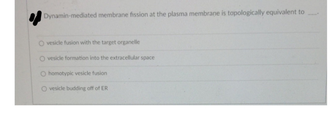 Dynamin-mediated membrane fission at the plasma membrane is topologically equivalent to
5511
O vesicle fusion with the target organelle
O vesicle formation into the extracellular space
O homotypic vesicle fusion
O vesicle budding off of ER
