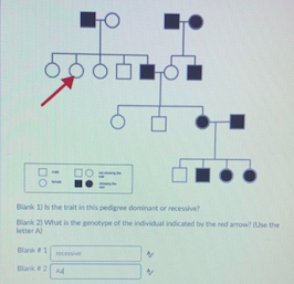 Blank 1) s the trait in this pedigree dominant or recessive?
Blank 2) What is the genotype of the individual indicated by the red arrow? (Use the
letter A
Blank1
recessive
Blank2
A
