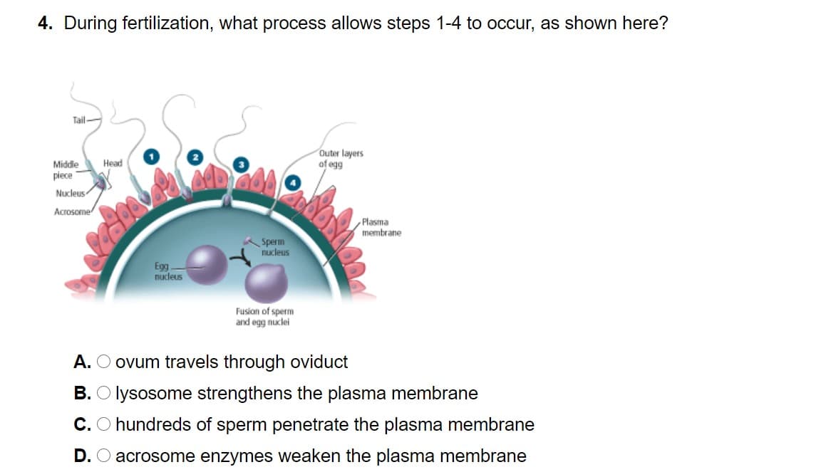 4. During fertilization, what process allows steps 1-4 to occur, as shown here?
Tail-
Outer layers
of egg
Middle
Head
piece
Nucleus
Acrosome
Plasma
membrane
Sperm
nucleus
Egg
nudeus
Fusion of sperm
and egg nuclei
A. O ovum travels through oviduct
B. O lysosome strengthens the plasma membrane
C. O hundreds of sperm penetrate the plasma membrane
D. O acrosome enzymes weaken the plasma membrane
