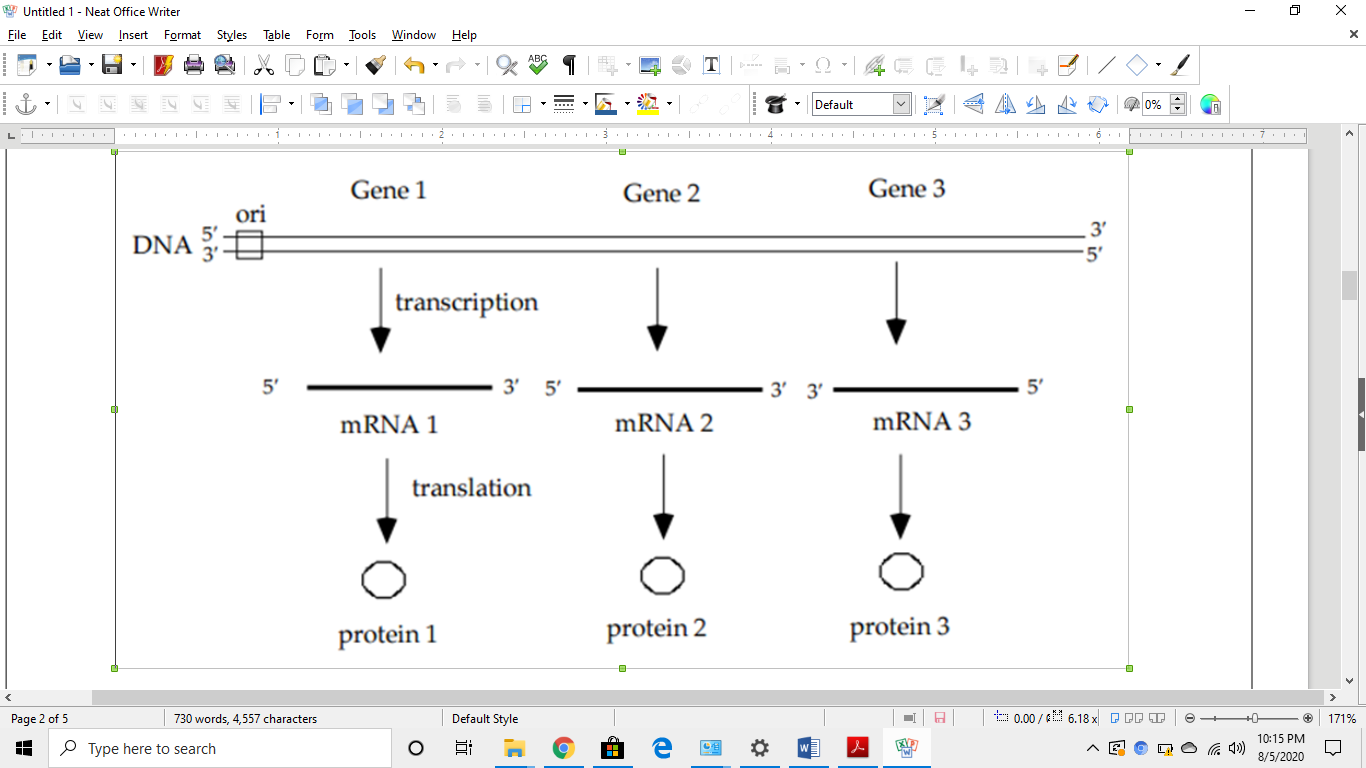 Gene 1
Gene 2
Gene 3
ori
3'
DNA E
-5'
transcription
5'
3'
5'
3' 3'
5'
MRNA 1
MRNA 2
mRNA 3
translation
protein 1
protein 2
protein 3
