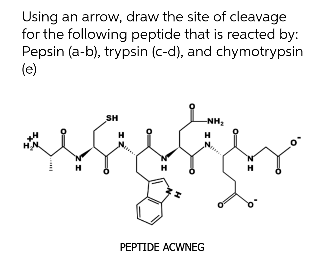 Using an arrow, draw the site of cleavage
for the following peptide that is reacted by:
Pepsin (a-b), trypsin (c-d), and chymotrypsin
(e)
H₂N
H
SH
H
H
PEPTIDE ACWNEG
-NH₂
H
H
