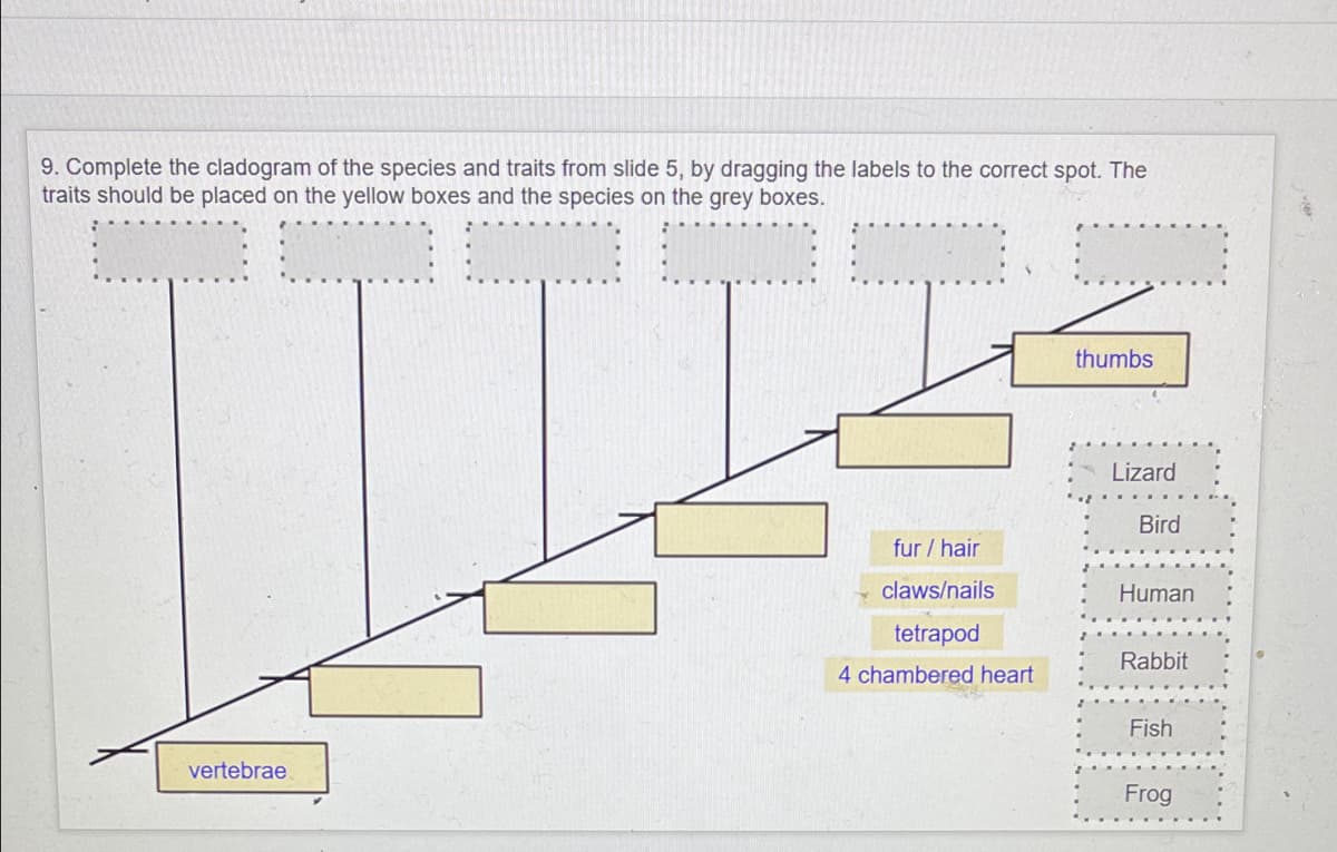 9. Complete the cladogram of the species and traits from slide 5, by dragging the labels to the correct spot. The
traits should be placed on the yellow boxes and the species on the grey boxes.
thumbs
Lizard
Bird
fur / hair
claws/nails
Human
tetrapod
Rabbit
4 chambered heart
Fish
vertebrae
Frog
