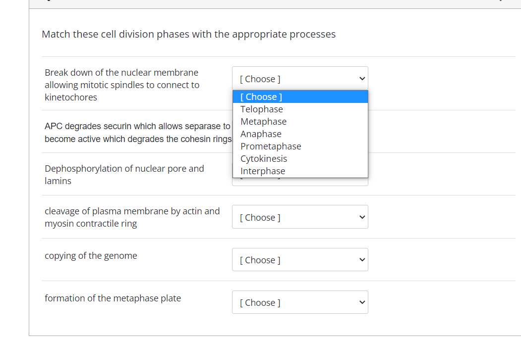 Match these cell division phases with the appropriate processes
Break down of the nuclear membrane
[ Choose ]
allowing mitotic spindles to connect to
[Choose ]
Telophase
Metaphase
Anaphase
Prometaphase
Cytokinesis
Interphase
kinetochores
APC degrades securin which allows separase to
become active which degrades the cohesin rings
Dephosphorylation of nuclear pore and
lamins
cleavage of plasma membrane by actin and
myosin contractile ring
[ Choose ]
copying of the genome
[ Choose ]
formation of the metaphase plate
[Choose ]

