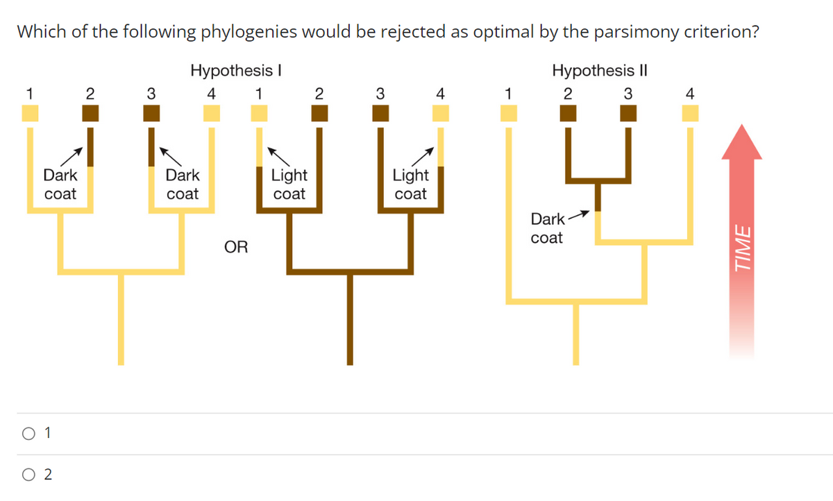 Which of the following phylogenies would be rejected as optimal by the parsimony criterion?
Hypothesis II
1
Dark
coat
O 1
O 2
2
ܐܐܐ ܐܐܝܐ
3
Hypothesis I
Dark
coat
4
OR
1
Light
coat
2
3
Light
coat
4
1
2
Dark
coat
3
4
TIME