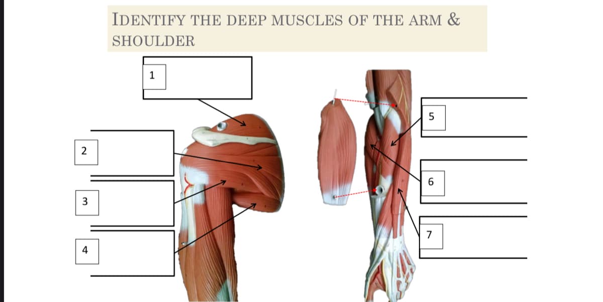 2
3
4
IDENTIFY THE DEEP MUSCLES OF THE ARM &
SHOULDER
1
5
6
7