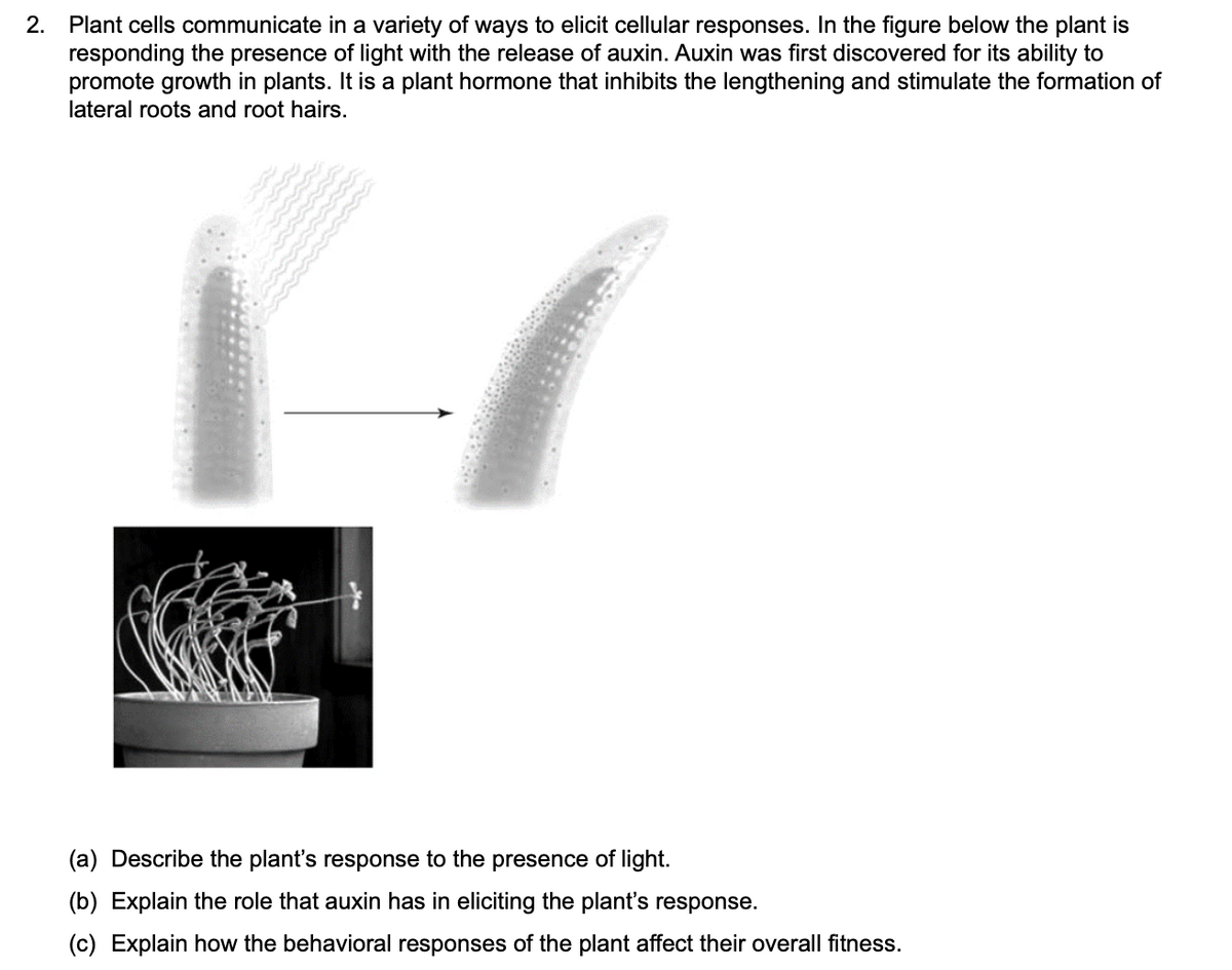 2. Plant cells communicate in a variety of ways to elicit cellular responses. In the figure below the plant is
responding the presence of light with the release of auxin. Auxin was first discovered for its ability to
promote growth in plants. It is a plant hormone that inhibits the lengthening and stimulate the formation of
lateral roots and root hairs.
(a) Describe the plant's response to the presence of light.
(b) Explain the role that auxin has in eliciting the plant's response.
(c) Explain how the behavioral responses of the plant affect their overall fitness.
