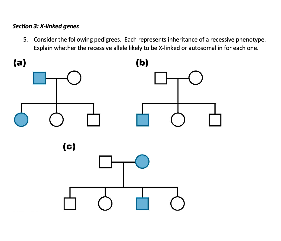 Section 3: X-linked genes
5. Consider the following pedigrees. Each represents inheritance of a recessive phenotype.
Explain whether the recessive allele likely to be X-linked or autosomal in for each one.
(a)
(b)
(c)
