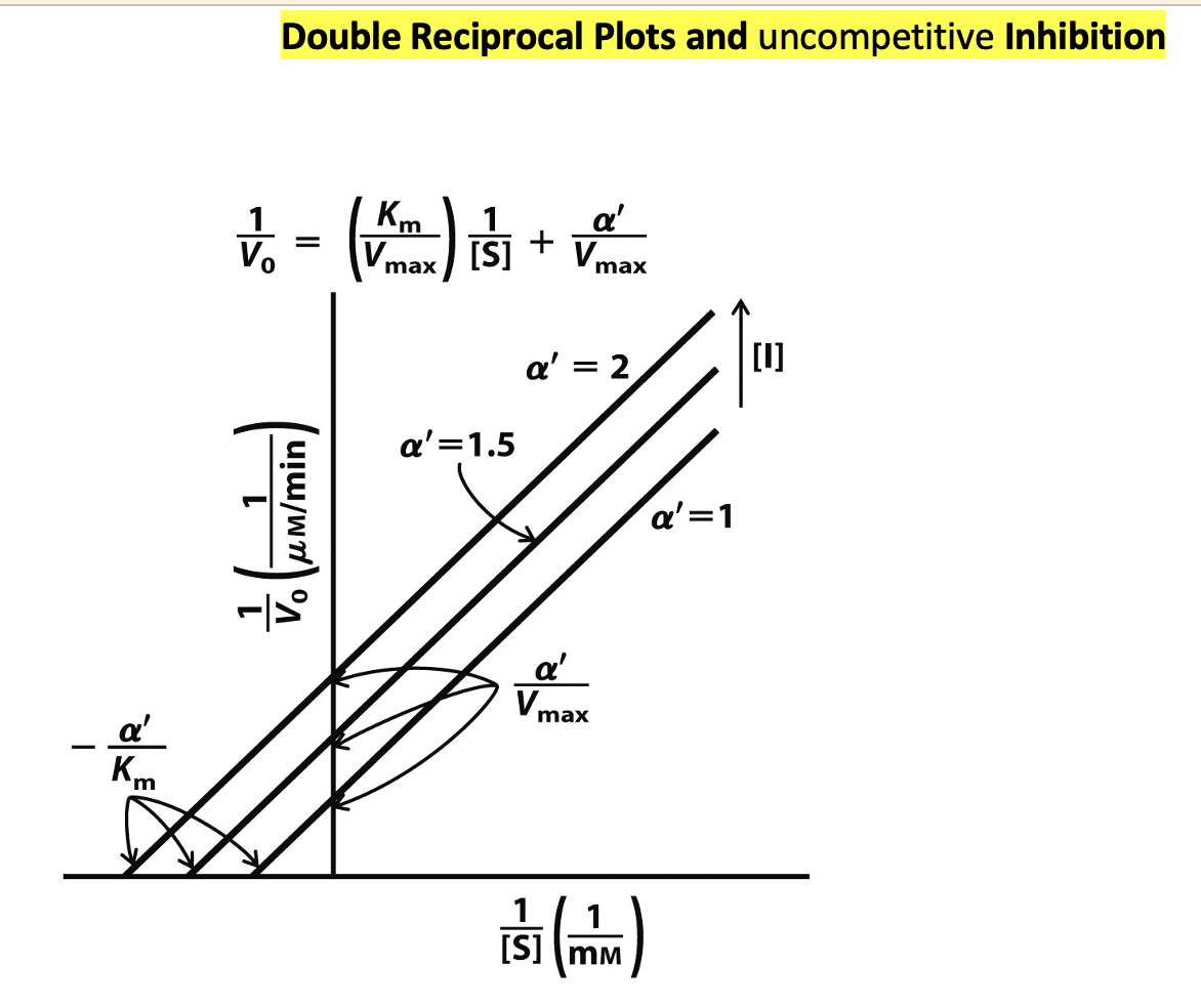 -
a'
Double Reciprocal Plots and uncompetitive Inhibition
V. - (V) 11 + V
=
Vo
max
Voμm/min
[S] /max
a' = 1.5
a' = 2,
a'
Vmax
[S]
MM
a' = 1
[0]