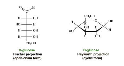 H
HO
H
Н
Н
OH
H
OH
OH
CH₂OH
D-glucose
Fischer projection
(open-chain form)
H
НО
CH₂OH
H
OH H
H
OH
OH
H
D-glucose
Hayworth projection
(cyclic form)
