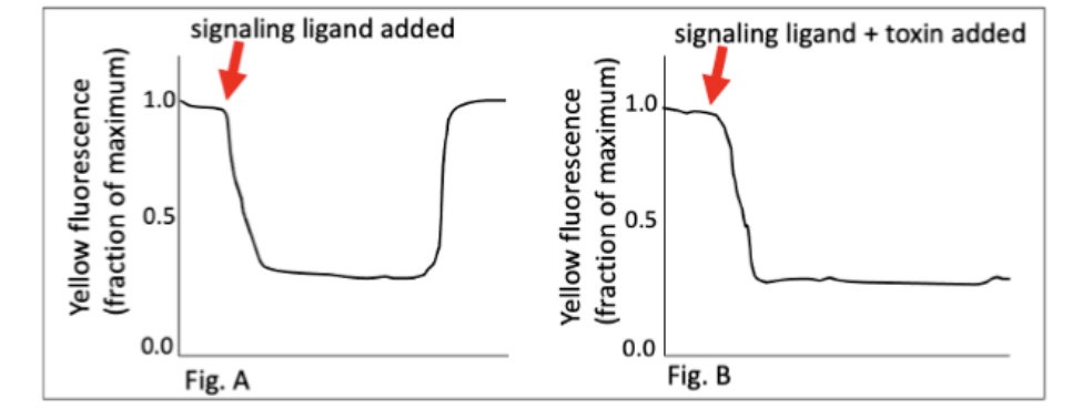 Yellow fluorescence
(fraction of maximum)
0.0
signaling ligand added
Fig. A
5
Yellow fluorescence
(fraction of maximum)
ů5
0.0
signaling ligand + toxin added
Fig. B