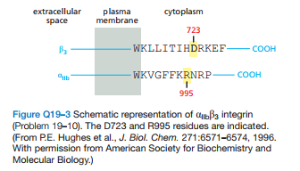 plasma
membrane
extracellular
cytoplasm
space
723
- WKLLITIHDRKEF-
COOH
- WKVGFFKRNRP-
-соон
COOH
995
Figure Q19-3 Schematic representation of Cbb3 integrin
(Problem 19-10). The D723 and R995 residues are indicated.
(From P.E. Hughes et al., J. Biol. Chem. 271:6571-6574, 1996.
With permission from American Society for Biochemistry and
Molecular Biology.)
