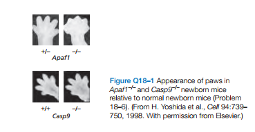 Аpaf1
Figure Q18-1 Appearance of paws in
Apaf1+ and Caspg- newbom mice
relative to normal newborn mice (Problem
18-6). (From H. Yoshida et al., Col 94:739-
750, 1998. With permission from Elsevier.)
Casp9
