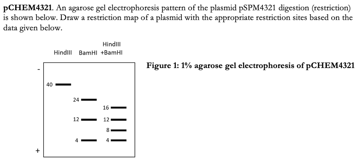 PCHEM4321. An agarose gel electrophoresis pattern of the plasmid PSPM4321 digestion (restriction)
is shown below. Draw a restriction map of a plasmid with the appropriate restriction sites based on the
data given below.
Hindlll
Hindll
BamHI +BamHI
Figure 1: 1% agarose gel electrophoresis of pCHEM4321
40
24
16
12
12
8
4
4
+
|
