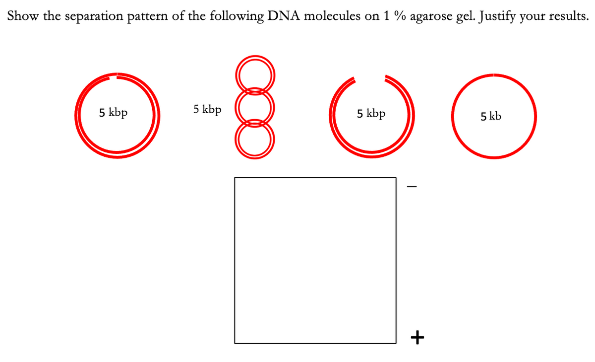 Show the separation pattern of the following DNA molecules on 1 % agarose gel. Justify your results.
5 kbp
5 kbp
5 kbp
5 kb
+
