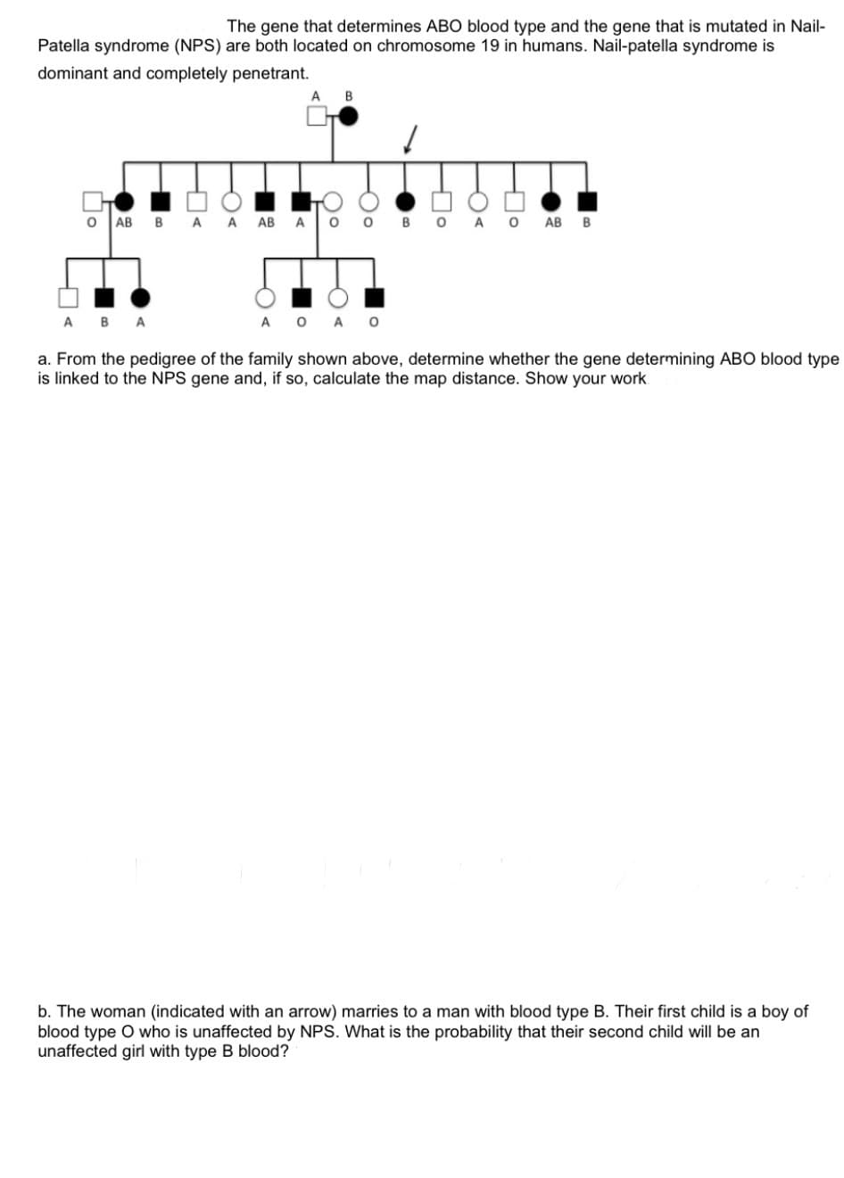 The gene that determines ABO blood type and the gene that is mutated in Nail-
Patella syndrome (NPS) are both located on chromosome 19 in humans. Nail-patella syndrome is
dominant and completely penetrant.
A
O AB BA A AB A O
B
O A O AB B
A B A
a. From the pedigree of the family shown above, determine whether the gene determining ABO blood type
is linked to the NPS gene and, if so, calculate the map distance. Show your work
0
b. The woman (indicated with an arrow) marries to a man with blood type B. Their first child is a boy of
blood type O who is unaffected by NPS. What is the probability that their second child will be an
unaffected girl with type B blood?