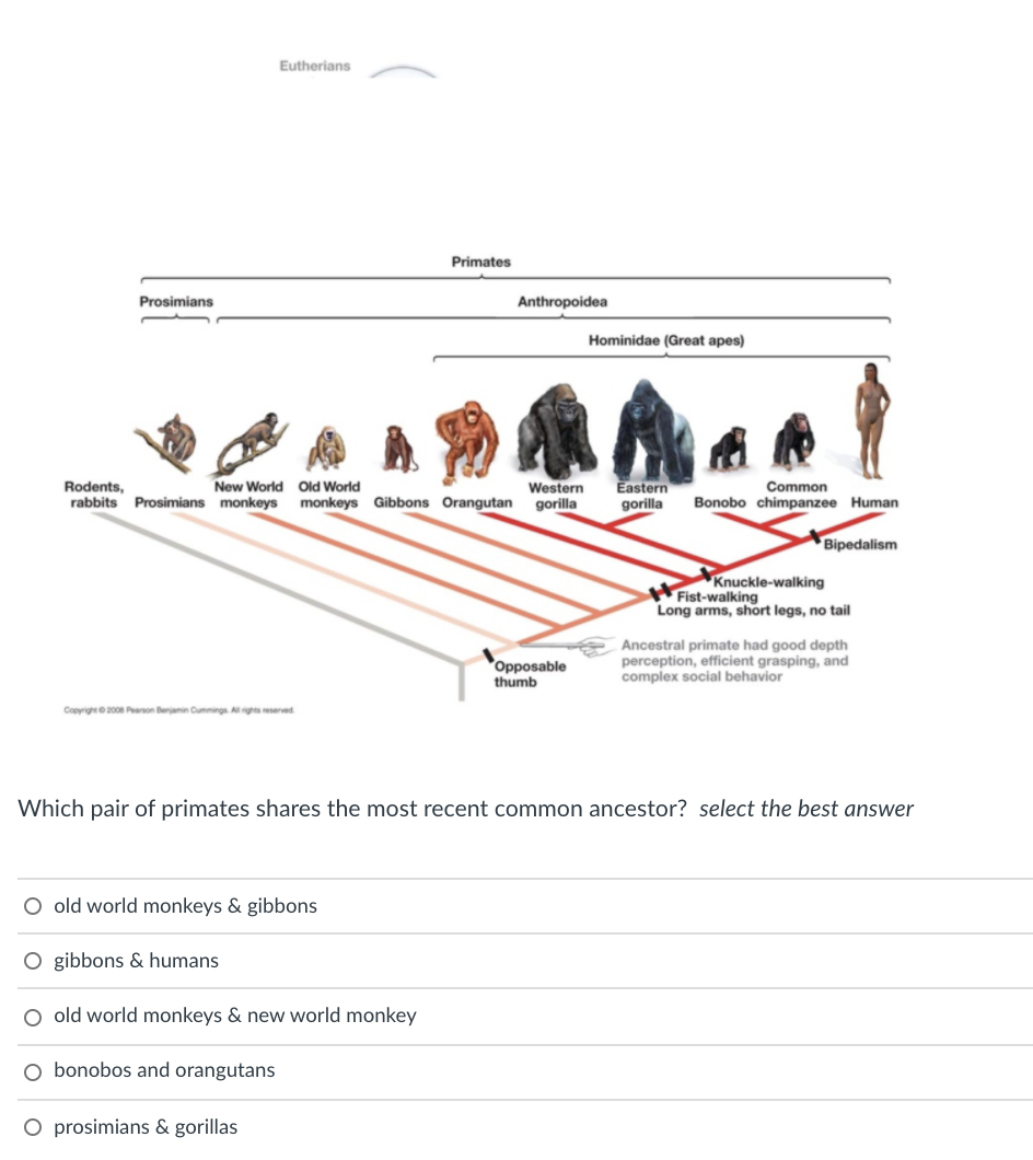 Eutherians
Primates
Prosimians
Anthropoidea
Hominidae (Great apes)
New World Old World
Western
gorilla
Eastern
gorilla
Common
Bonobo chimpanzee Human
Rodents,
rabbits Prosimians monkeys monkeys Gibbons Orangutan
Bipedalism
Knuckle-walking
Fist-walking
Long arms, short legs, no tail
Opposable
thumb
Ancestral primate had good depth
perception, efficient grasping, and
complex social behavior
Copyrighe200 Peason Benjamin Cummings. Al rights reserved.
Which pair of primates shares the most recent common ancestor? select the best answer
O old world monkeys & gibbons
O gibbons & humans
O old world monkeys & new world monkey
O bonobos and orangutans
O prosimians & gorillas
