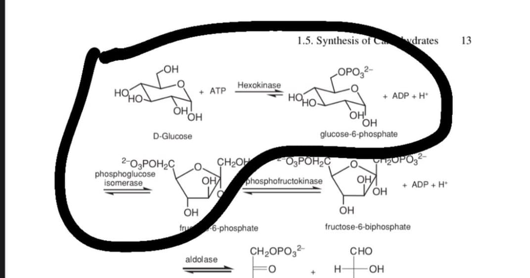 НО
ОН
ОН,
phosphoglucose
isomerase
D-Glucose
2-O3РОН2С
'OH
ОН
+ ATP
fru
CH₂OH
ОНА
с
Hexokinase
aldolase
-6-1 phate
1.5. Synthesis of C
O3PÖH₂C
phosphofructokinase
CH2OPO32-
+
ОН
glucose-6-phosphate
ОН!
ОН
Н-
OH
+ ADP + H+
Y ZOPO 2-
VOH
fructose-6-biphosphate
CHO
drates
OH
+ ADP + H+
13