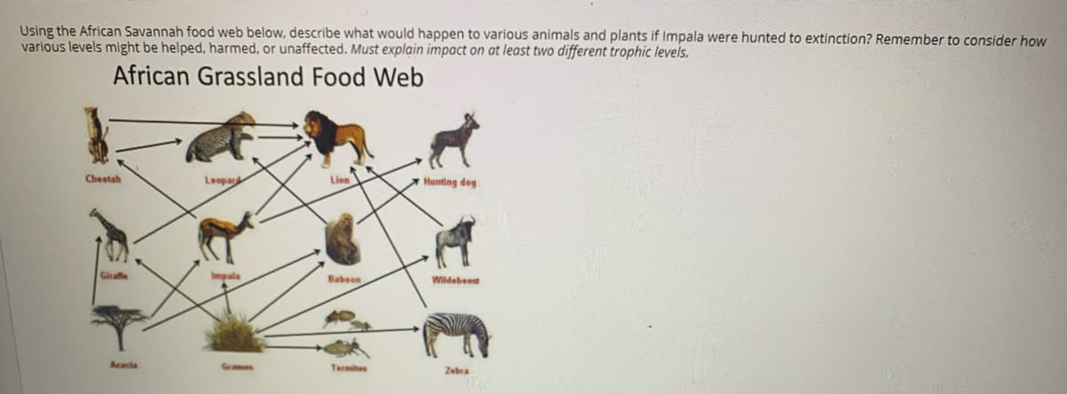Using the African Savannah food web below, describe what would happen to various animals and plants if Impala were hunted to extinction? Remember to consider how
various levels might be helped, harmed, or unaffected. Must explain impact on at least two different trophic levels.
African Grassland Food Web
Cheetah
Leopar
Lion
Hunting dog
Glraffe
Impala
Babeon
Wildebeest
Acacia
Grames
Termites
Zebra
