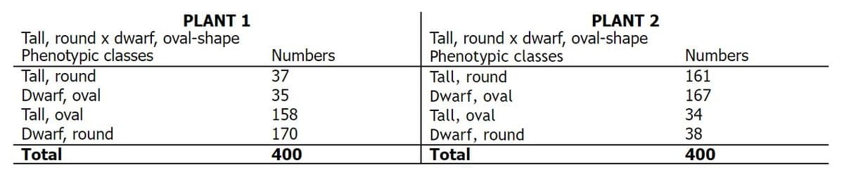 PLANT 1
PLANT 2
Tall, round x dwarf, oval-shape
Phenotypic classes
Tall, round
Dwarf, oval
Tall, oval
Dwarf, round
Total
Tall, round x dwarf, oval-shape
Phenotypic classes
Tall, round
Dwarf, oval
Tall, oval
Dwarf, round
Total
Numbers
Numbers
37
161
35
167
158
34
170
38
400
400
