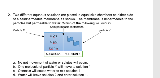 2. Two different aqueous solutions are placed in equal size chambers on either side
of a semipermeable membrane as shown. The membrane is impermeable to the
particles but permeable to water. Which of the following will occur?
Semipermeable membrane
Particle X
particle Y
SOLUTION1
SOLUTION 2
a. No net movement of water or solutes will occur.
b. One molecule of particle Y will move to solution 1.
c. Osmosis will cause water to exit solution 1.
d. Water will leave solution 2 and enter solution 1.
