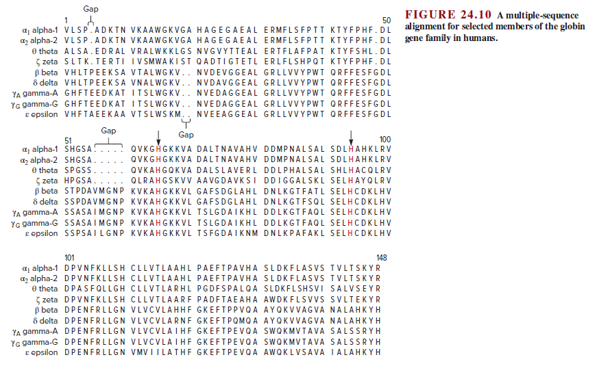 Gap
FIGURE 24.10 A multiple-sequence
50
alignment for selected members of the globin
aj alpha-1 VLSP.'ADKIN VKAAWGKVGA HAGEGAEAL ERMELSFPIT KTYEPHE. DL
az alpha-2 VLSP.ADKIN VKAAWGKVGA HAGEGAEAL ERMFLSFPII KIYEPHE. DL gene family in humans.
0 theta ALSA. EDRAL VRALWKKLGS NVGVYTTEAL ERTFLAFPAT KIYFSHL. DL
( zeta SLIK.TERTI IVSMWAKIST QADIIGTETL ERLFLSHPOT KIYEPHE. DL
B beta VHLTPEEKSA VIALWGKV.. NVDEVGGEAL GRLLVVYPWT QRFFESFGDL
8 delta VHLTPE EKSA VNALWG KV.. NVDAVGGEAL GRLLVVYPWT ORFFESFGDL
YA gamma-A GHFTEEDKAT ITSLWG KV.. NVEDAGGEAL GRLLVVYPWT ORFFESFGDL
Ye gamma-G GHFTEEDKAT ITSLWGKV.. NVEDAGGEAL GRLLVV YPWI ORFFESFGDL
e epsilon VHFTA EEKAA VISLWS KM.. NVEEAGGEAL GRLLVVYPWT QRFFESFGDL
Gap
Gap
51
100
aj alpha-1 SHGSA... OVKGHGKKVA DALTNA VAHV DDMPNALSAL SDLHAHKLRV
az alpha-2 SHGSA
O theta SPGSS
S zeta HPGSA.
B beta STPDAVMGNP KVKAHGKKVL GAFSDGLAHL DNLKGTFAIL SELHCDKLHV
8 delta SSPDAVMGNP KVKAHGKKVL GAFSDGLAHL DNLKGTFSQL SELHCDKLHV
YA gamma-A SSASAIMGNP KVKAHGKKVL TSLGDAIKHL DDLKGIFAQL SELHCDKLHV
Ye gamma-G SSASAIMGNP KVKAHGKKVL TSLGDAIKHL DDLKGIFAQL SELHCDKLHV
e epsilon SSPSAILGNP KVKAHGKKVL TSFGDAIKNM DNLKPAFAKL SELHCDKLHV
QVKGHGKKVA DALINAVAHV DDMPNALSAL SDLHAHKLRV
QVKAHGQKVA DALSLAVERL DDLPHALSAL SHLHACOLRV
QLRAHGSKVV AAVGDAVKSI DDIGGALSKL SELHAYQLRV
101
148
a, alpha-1 DPVNFKLLSH CLLVILAAHL PAEFTPAVHA SLDKFLASVSs TVLTSKYR
az alpha-2 DPVN FKLLSH CLLVILAAHL PAEFTPAVHA SLDKFLASVS TVLISKYR
O theta DPASFQLLGH CLLVILARHL PGDFSPALQA SLDKFLSHSVI SALVSEYR
( zeta DPVNFKLLSH CLLVILAARF PADFTAEAHA AWDKFLSVVS SVLTEKYR
B beta DPENFRLLGN VLVCVLAHHF GKEFIPPVQA AYQKVVAGVA NALAHKYH
8 delta DPENFR LLGN VLVCVLARNE GKEFTPOMQA AYQKVVAGVA NALAHKYH
YA gamma-A DPENFRLLGN VLVCVLAIHF GKEFIPEVQA SWQKMVTAVA SALSSR YH
Ye gamma-G DPENFRLLGN VLVCVLAIHF GKEFTPEVQA SWOKMVIAVA SALSSRYH
e epsilon DPENFRLLGN VMV IILATHE GKEFTPEVQA AWQKLVSAVA IALAHKYH
